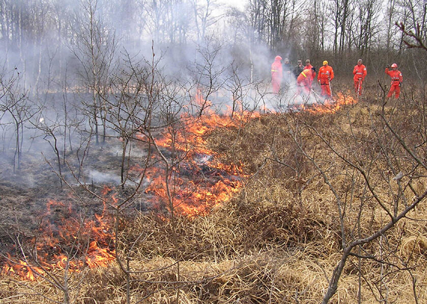 Immagine: incendi boschivi 