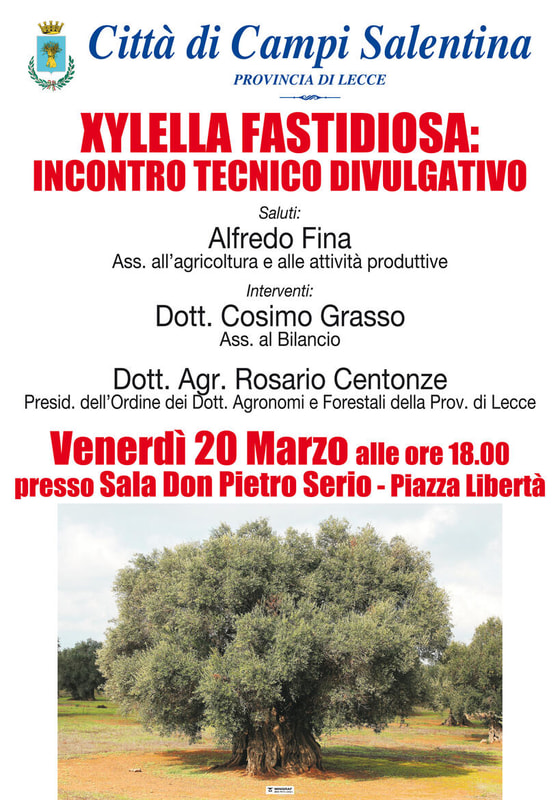 Immagine: MAN_XYLELLA_FASTIDIOSA.jpg