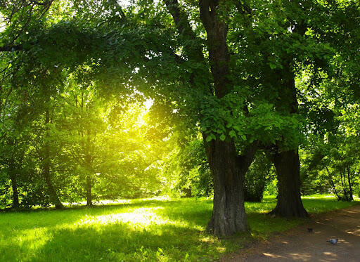 Immagine: Verde urbano